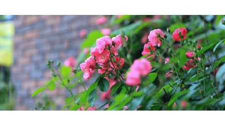 薔薇盛放，映襯郡園風(fēng)采——百米圍墻的初夏之美！